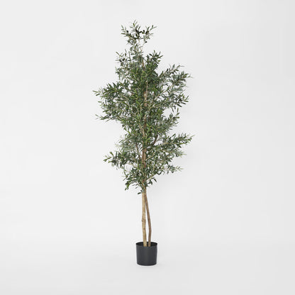 Olive Tree 2m