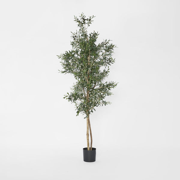 Olive Tree 2m