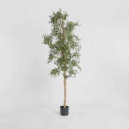 Olive Tree 2.4m