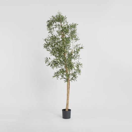 Olive Tree 2.4m