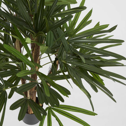 Raphis Palm 1m