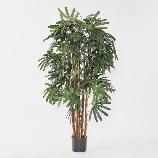 Raphis Palm Broad Leaf 1.8m