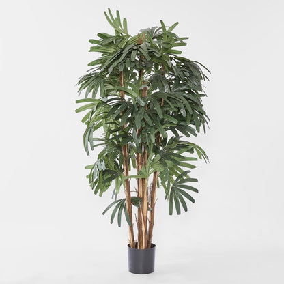 Raphis Palm Broad Leaf 1.8m