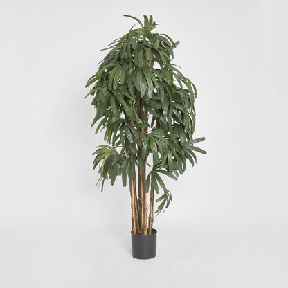 Raphis Palm Thin Leaf 1.8m