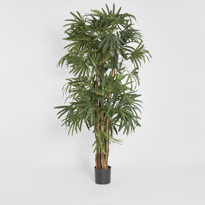 Raphis Palm Thin Leaf 2m
