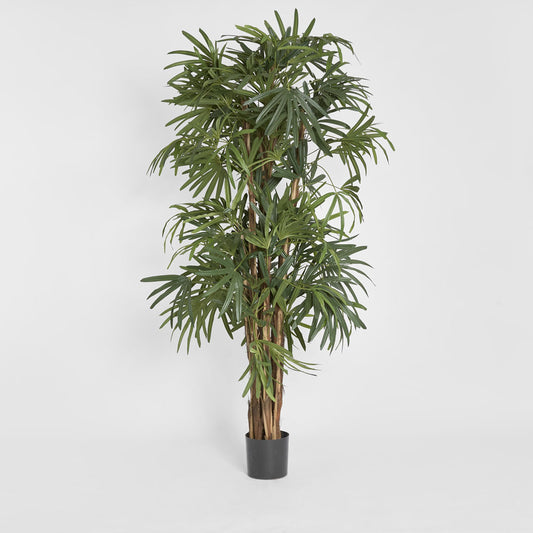 Raphis Palm Thin Leaf 2m