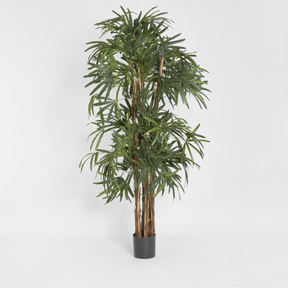 Raphis Palm Thin Leaf 2m