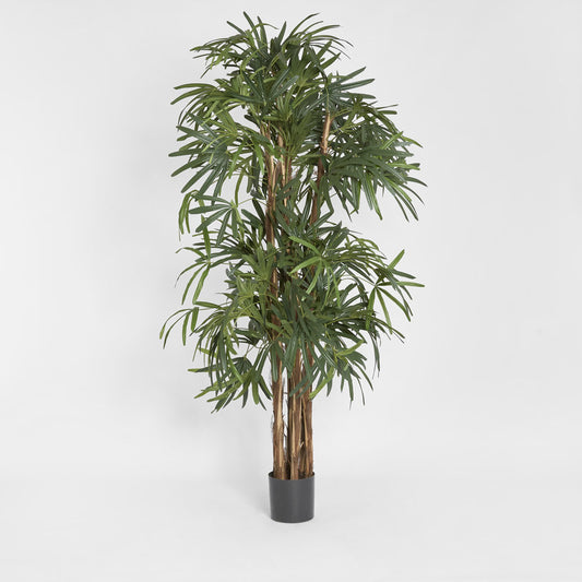 Raphis Palm Thin Leaf 2m