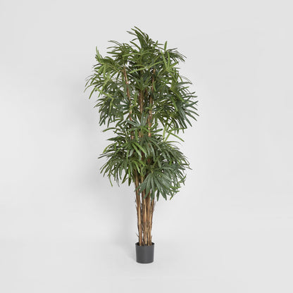 Raphis Palm Thin Leaf 2.4m