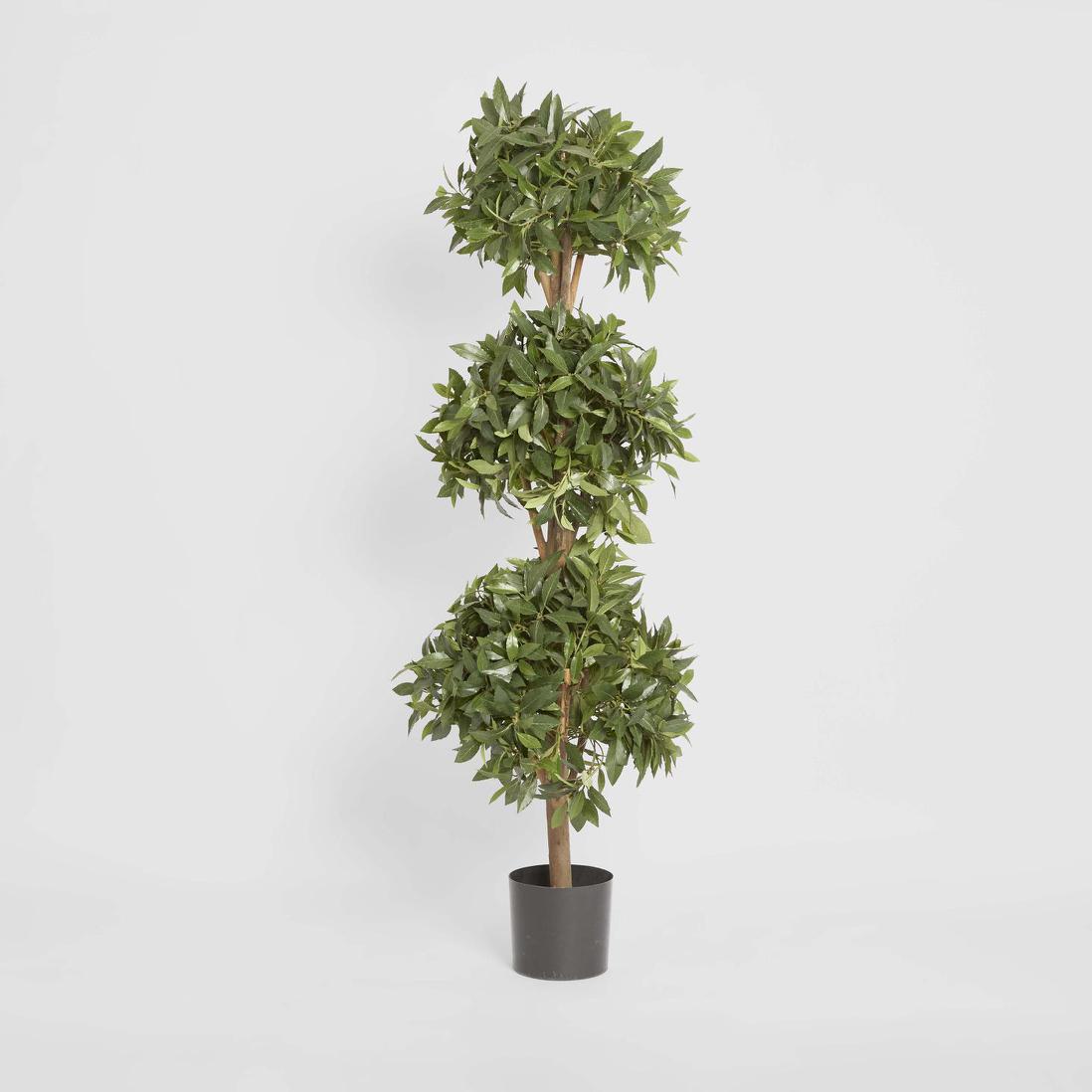 Sweet Bay Triple Ball Tree 1.7m