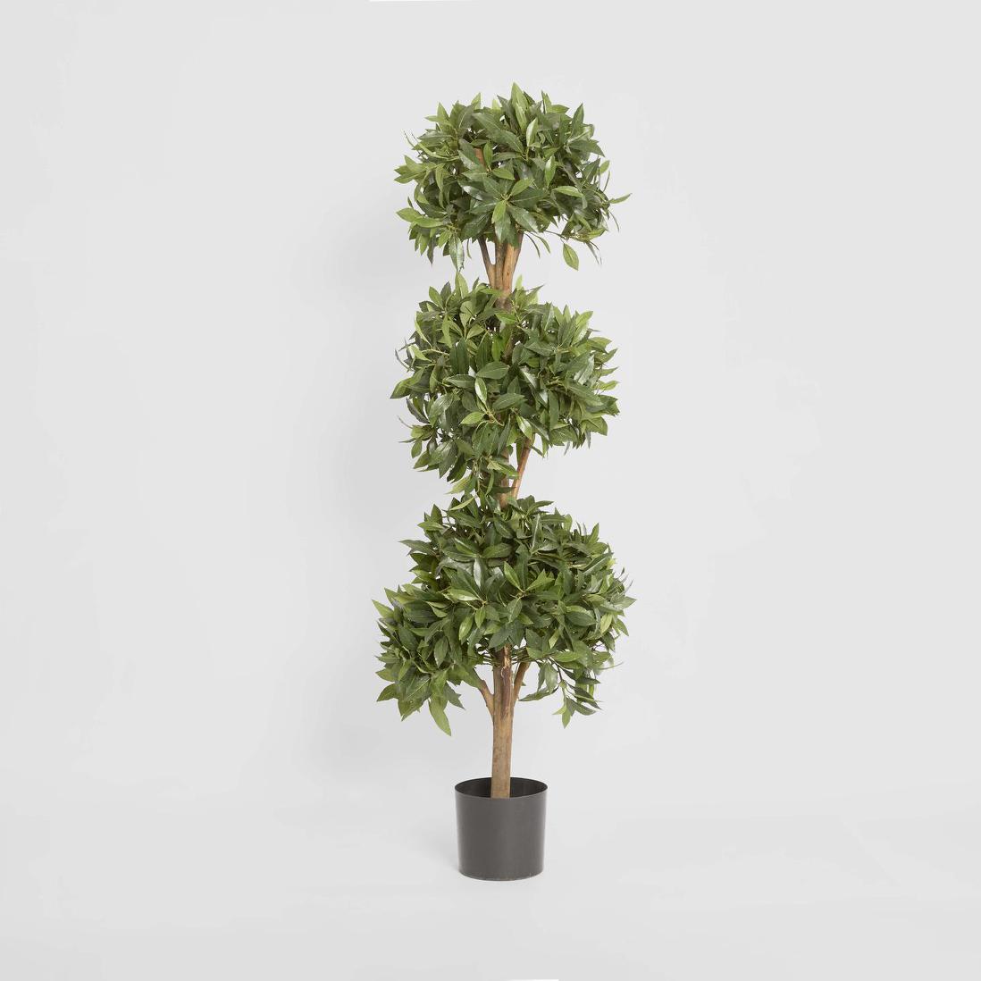Sweet Bay Triple Ball Tree 1.7m