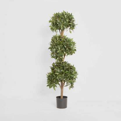 Sweet Bay Triple Ball Tree 1.7m