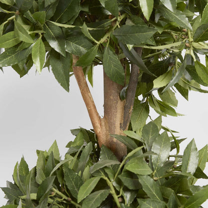 Sweet Bay Triple Ball Tree 1.7m