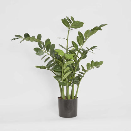 Smargago Plant 1.1m