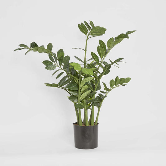 Smargago Plant 1.1m