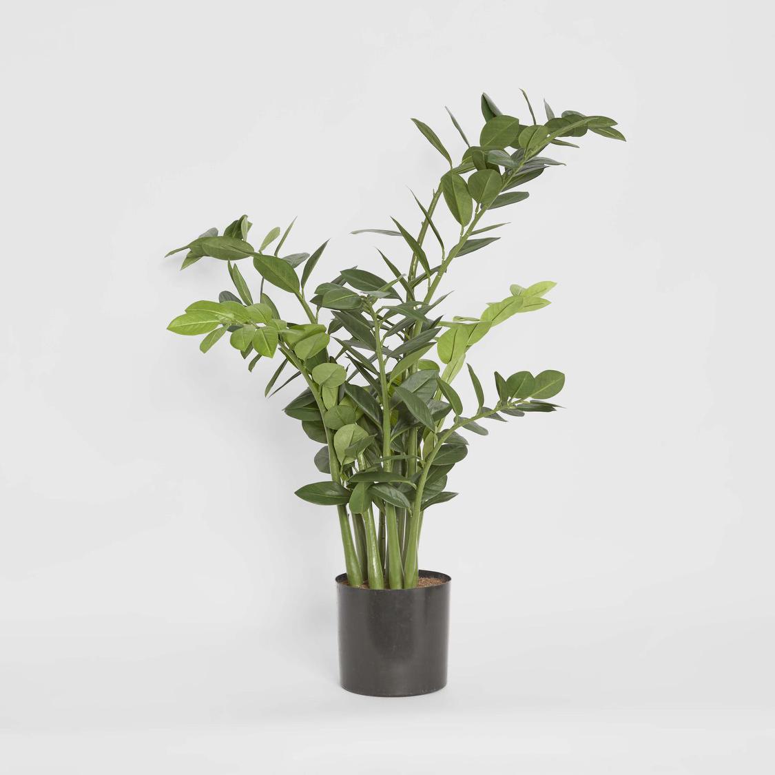 Smargago Plant 1.1m