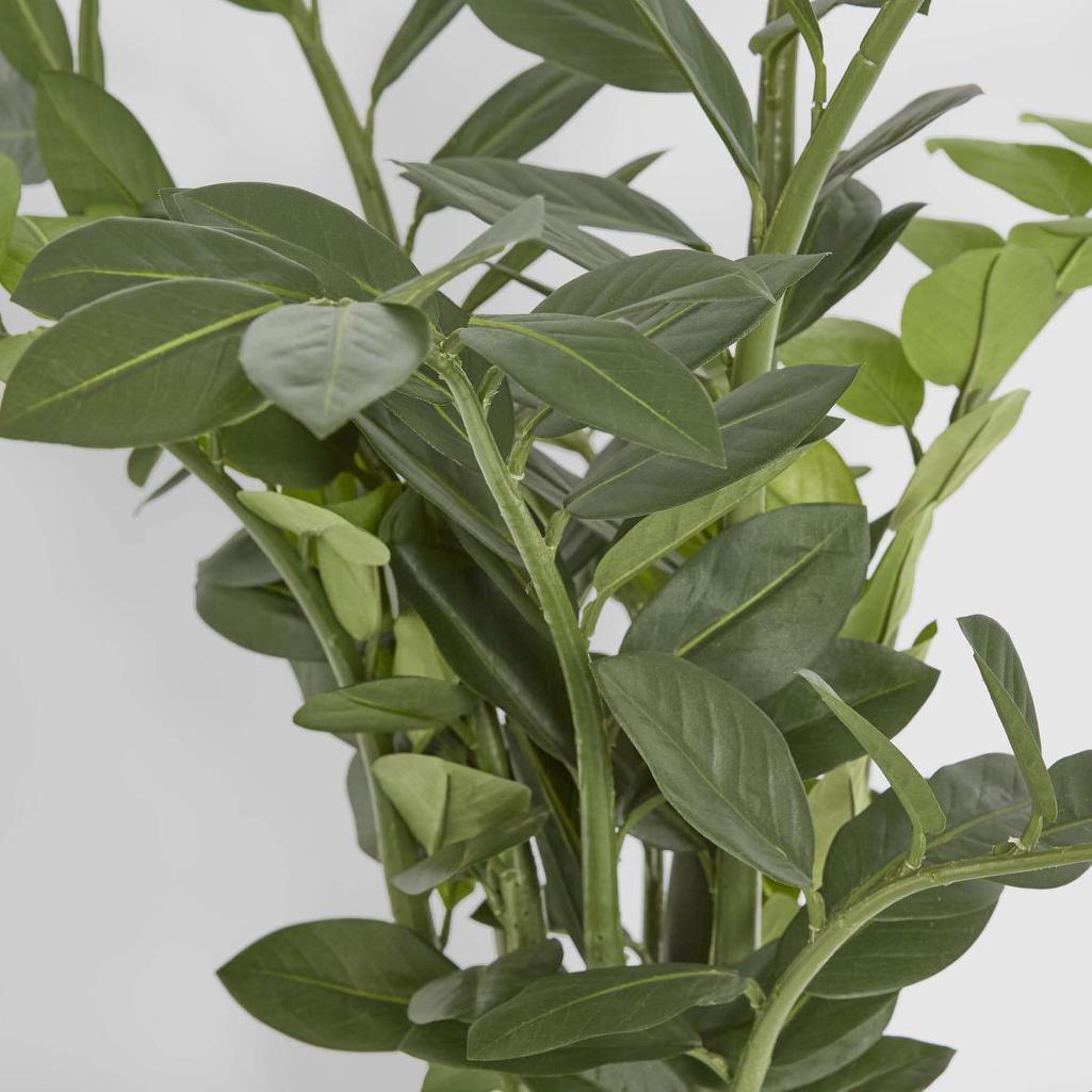 Smargago Plant 1.1m