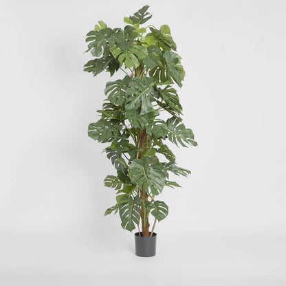 Split-Leaf Philodendron 1.9m