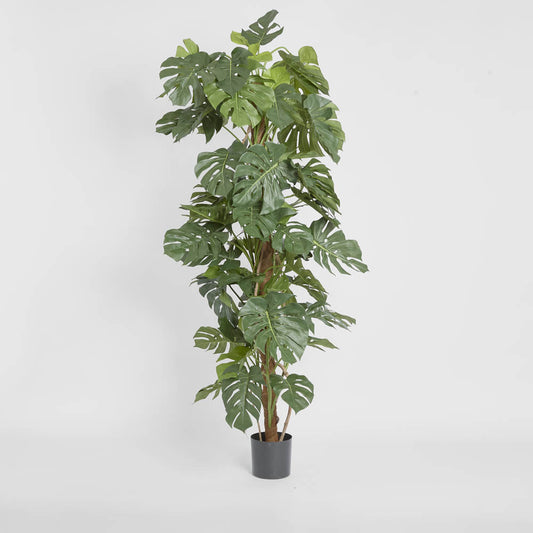 Split-Leaf Philodendron 1.9m