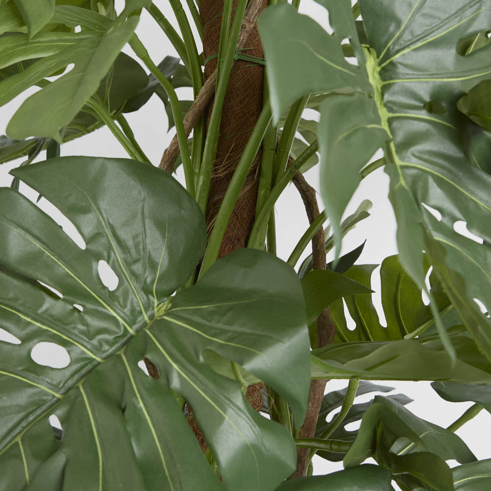 Split-Leaf Philodendron 1.9m
