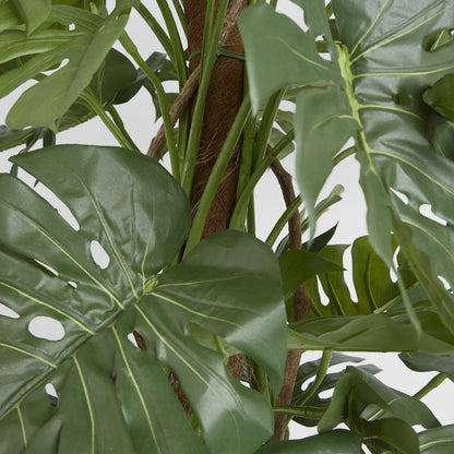 Split-Leaf Philodendron 1.9m