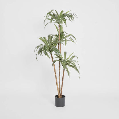 Variegated Dracaena 1.6m