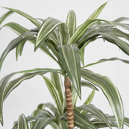Variegated Dracaena 1.6m