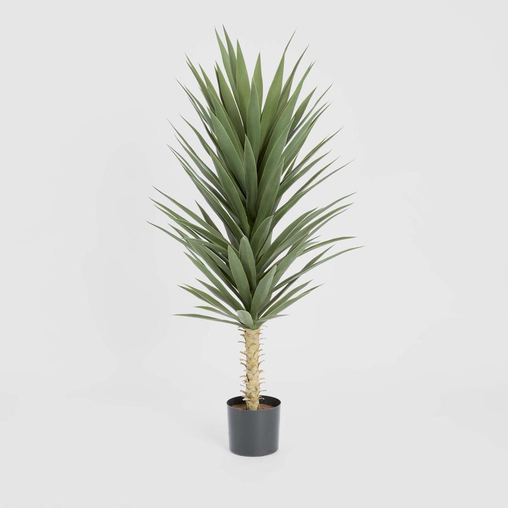 Yucca Plant 1.3m