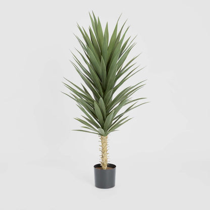 Yucca Plant 1.3m