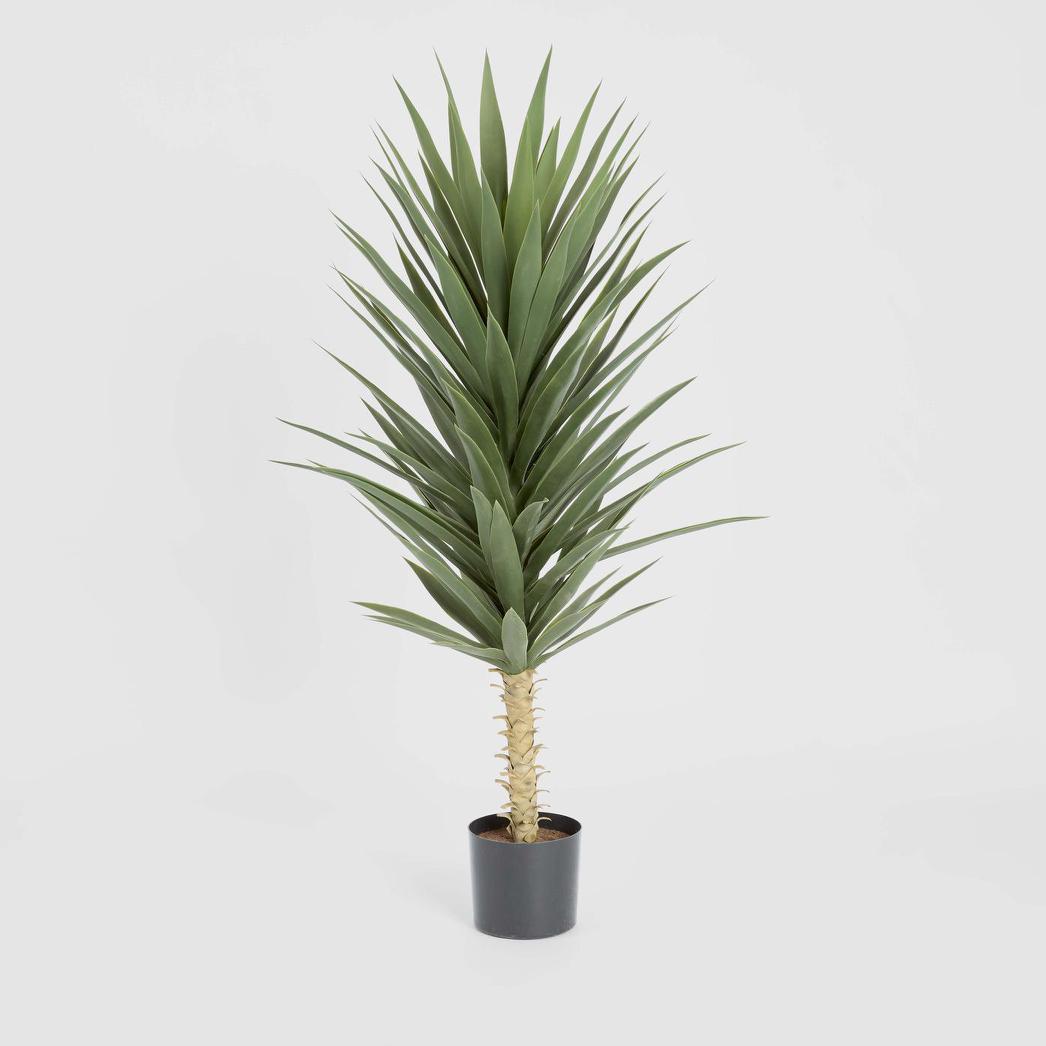 Yucca Plant 1.3m