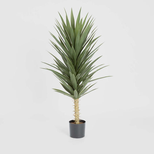 Yucca Plant 1.3m
