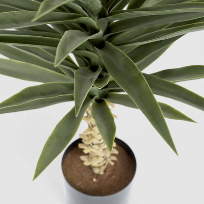Yucca Plant 1.3m