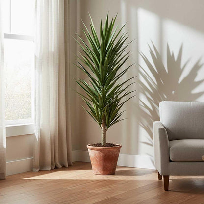 Yucca Plant 1.3m