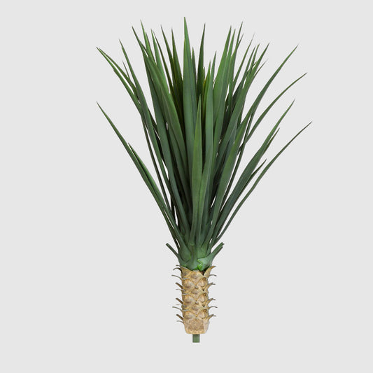 Yucca Rostrata 65cm