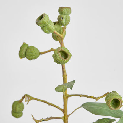 Eucalyptus Gumnut Spray 64cm Dark Green