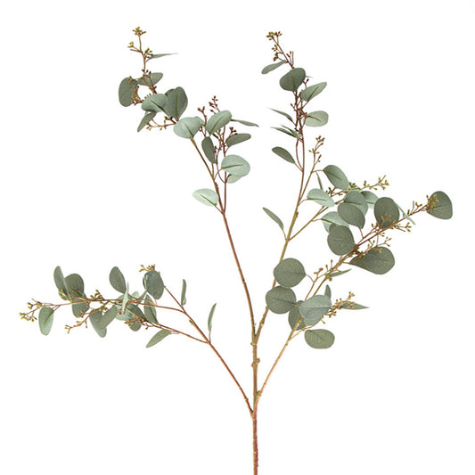 Eucalyptus berry Seed Spray 1.2m