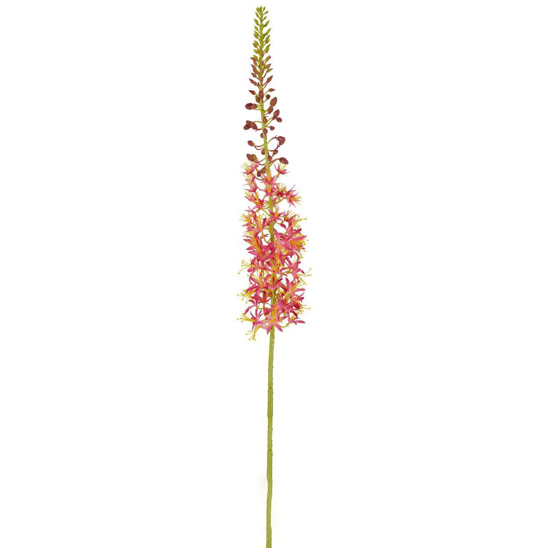 Eremurus Foxtail Stem 107cm Pink
