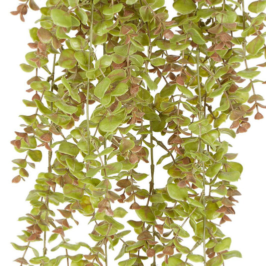 Hanging Eucalyptus Green Brown