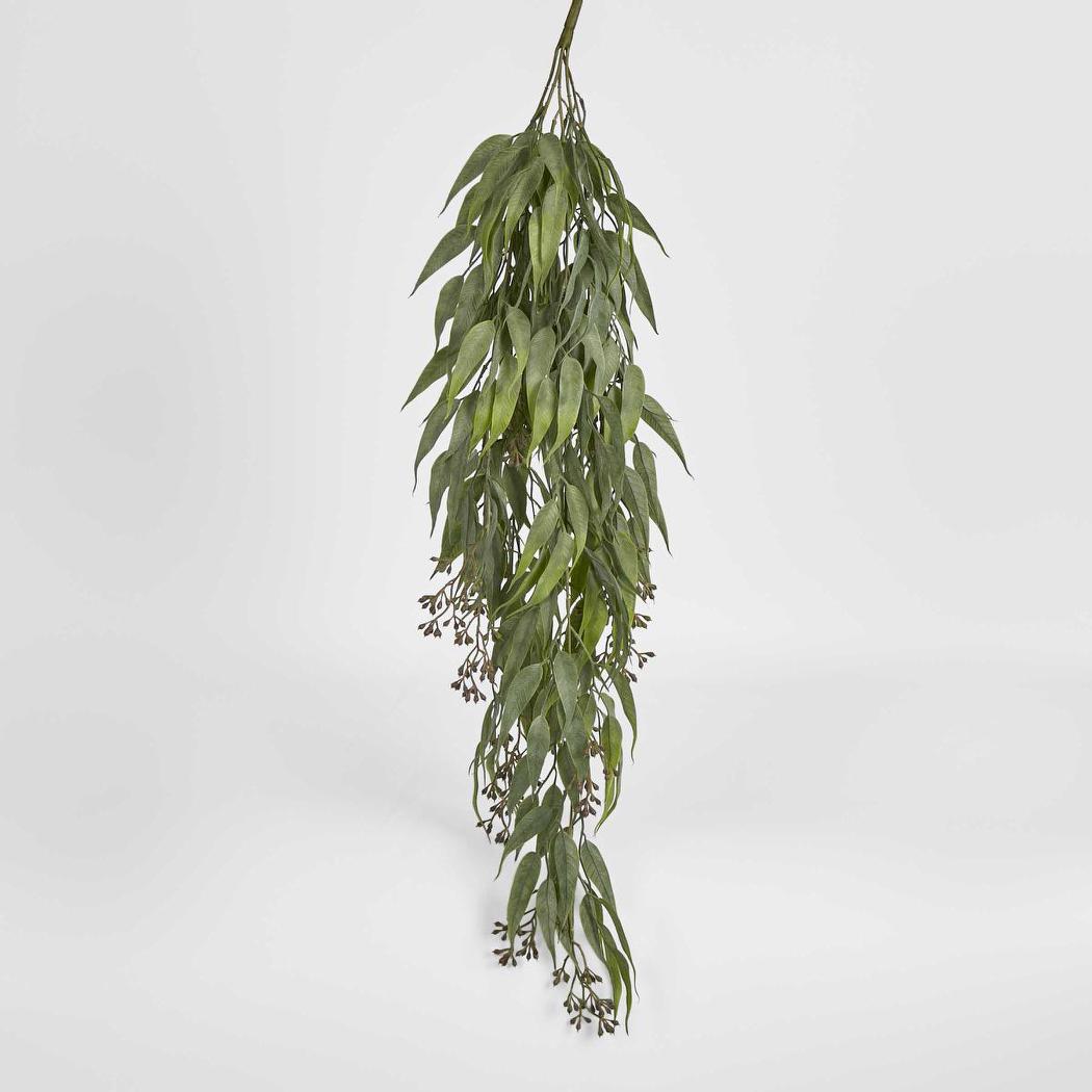 Trailing hanging Seeded Eucalyptus Bush