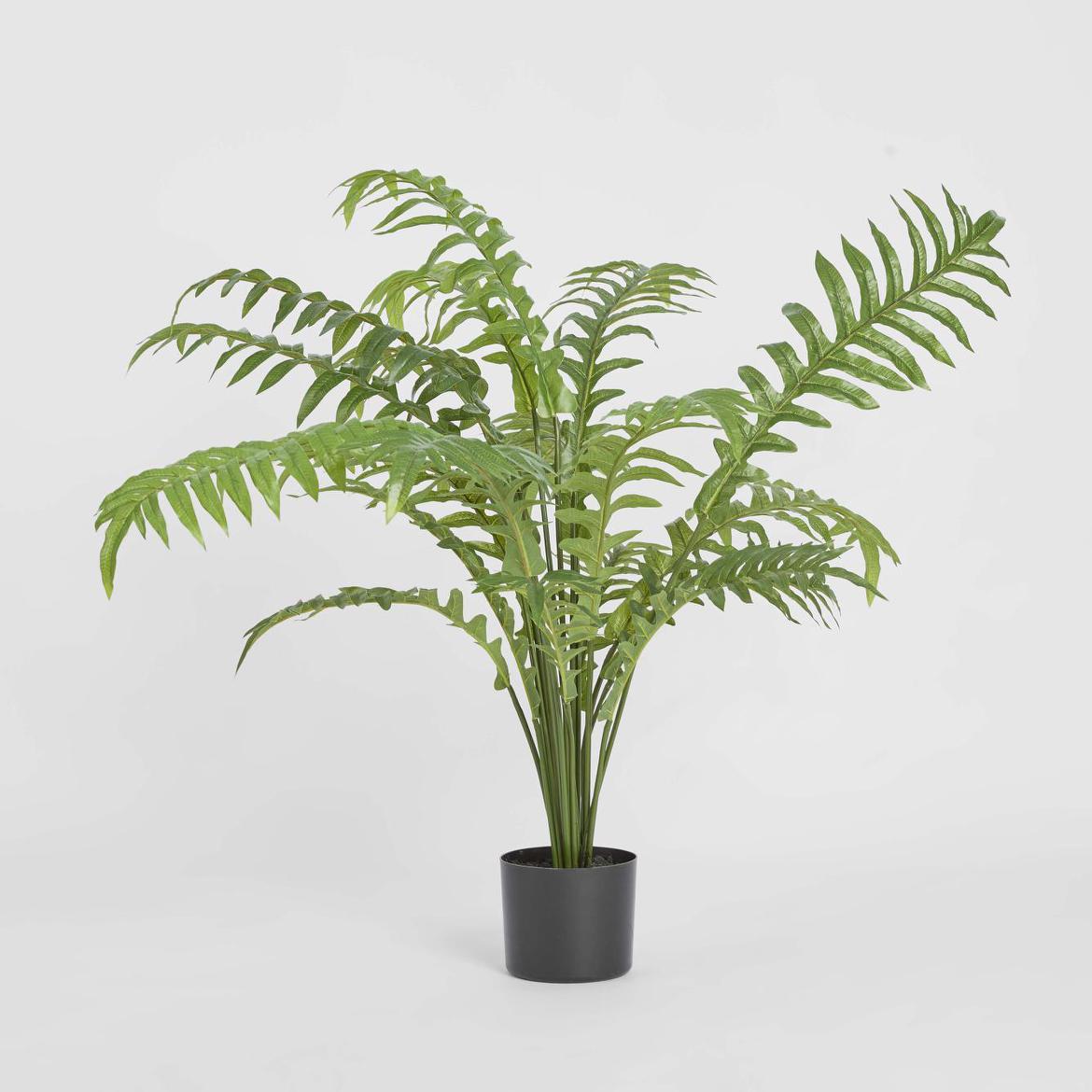 Fern Hares Foot 1.07m
