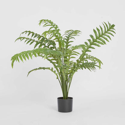 Fern Hares Foot 1.07m