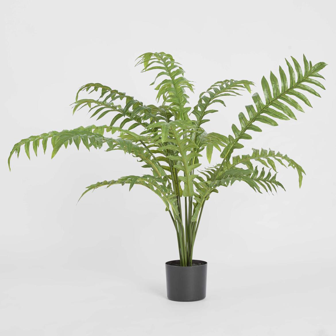 Fern Hares Foot 1.07m