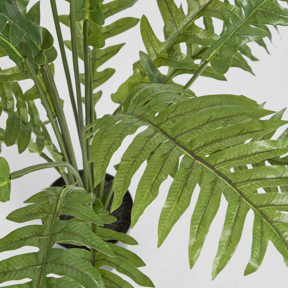 Fern Hares Foot 1.07m