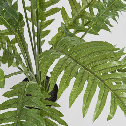 Fern Hares Foot 1.07m
