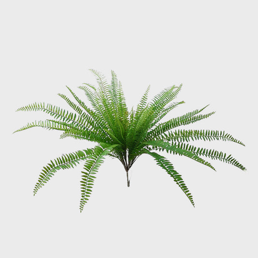 Boston Fern Bush 63cm