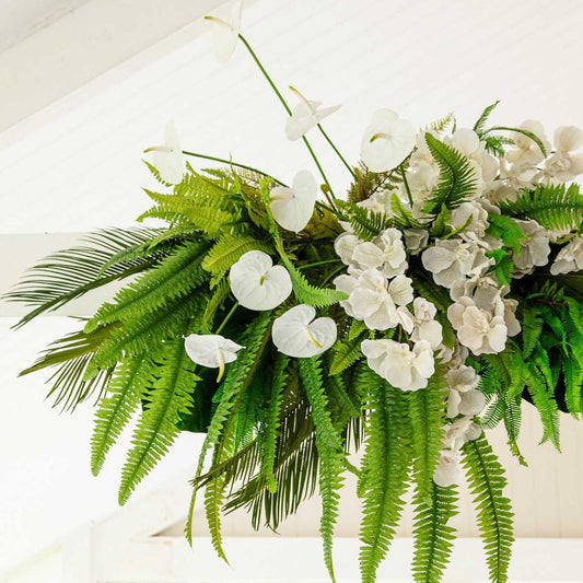Boston Fern Bush 63cm