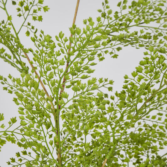 Maidenhair Fern Root Spray