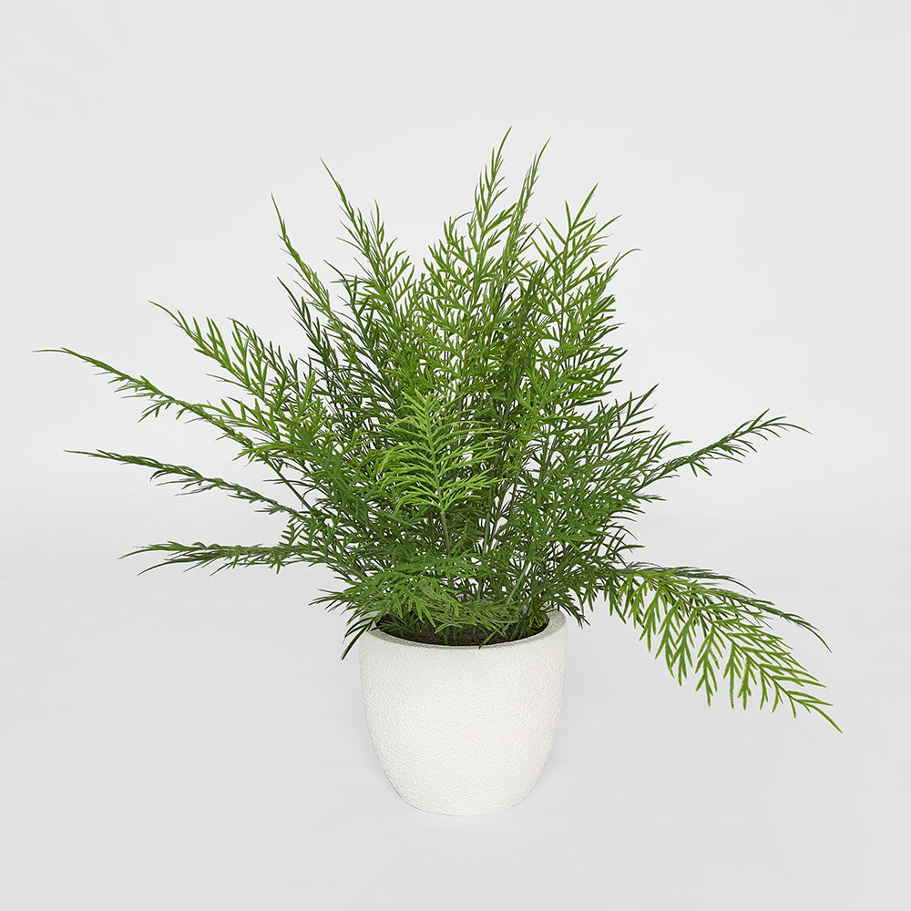 Fern in Magnesia Pot 71cm