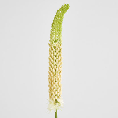 Fox Tail Stem 84cm Cream Green