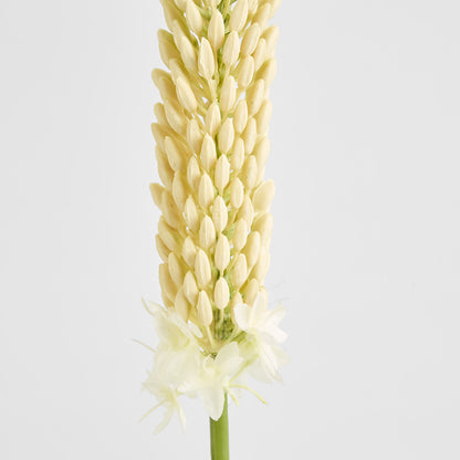 Fox Tail Stem 84cm Cream Green